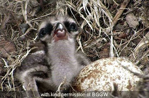 Close-up of first chick showing markings