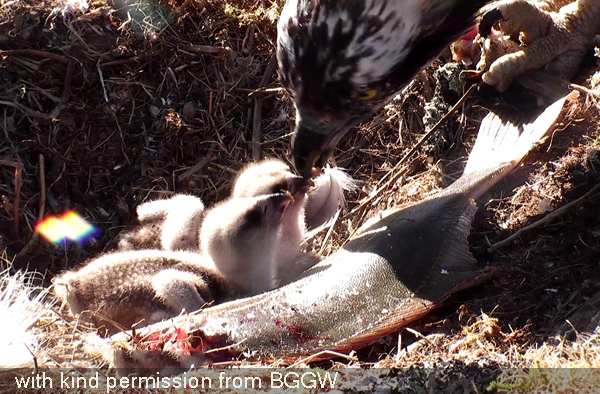 Two young chicks fed