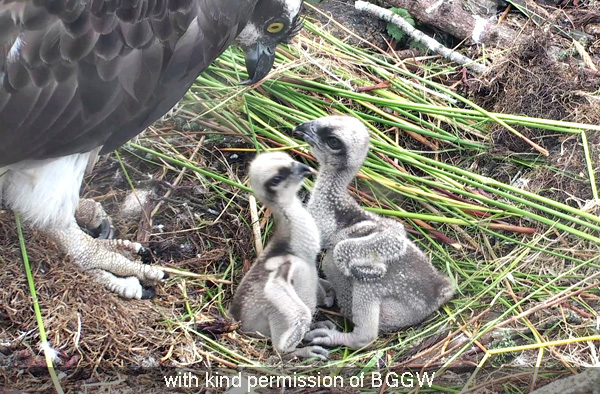 Two young chicks with their mum