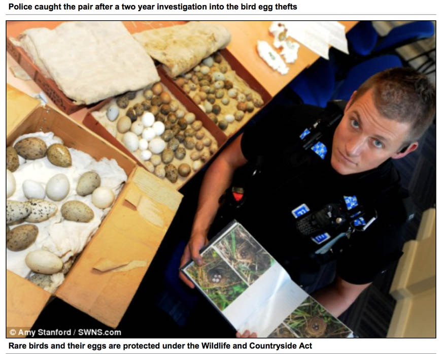 Image of a Police seize of unlawful collection of rare bird eggs in Dartford, Devon 2012