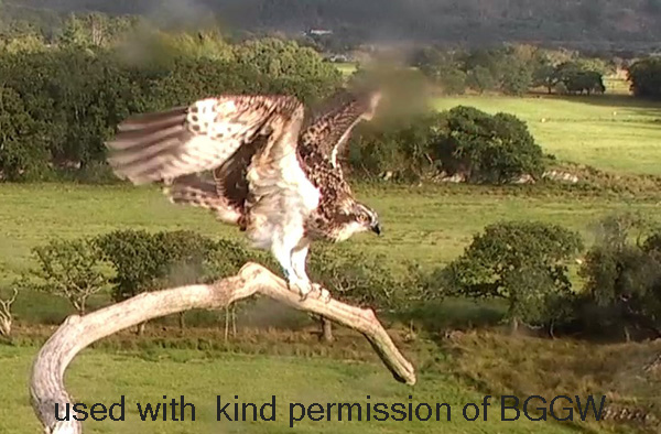 One youngster now on the perch having flown there!