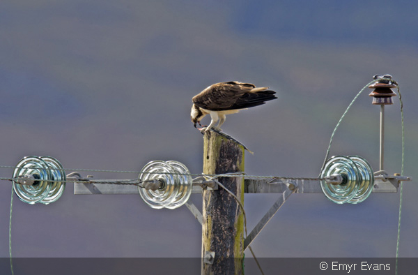 Image of Monty the male Osprey feeding on his favourite powerpole, Cors Dyfi ? Emyr Evans