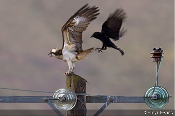 Monty on his favourite perch at Dyfi Osprey Project
