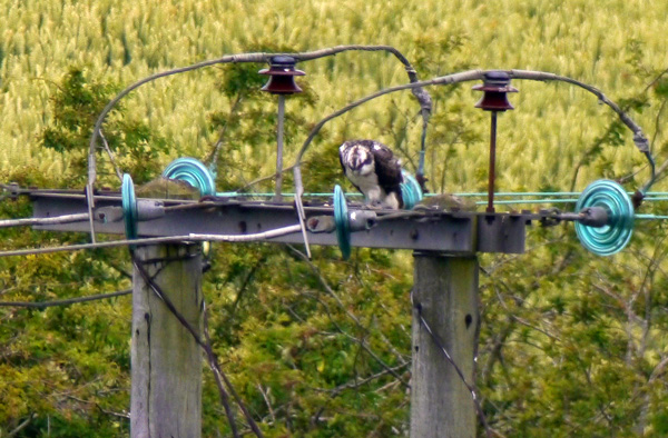 Image of a Golden Eagle about to land on a hazardous power pole cross-bar