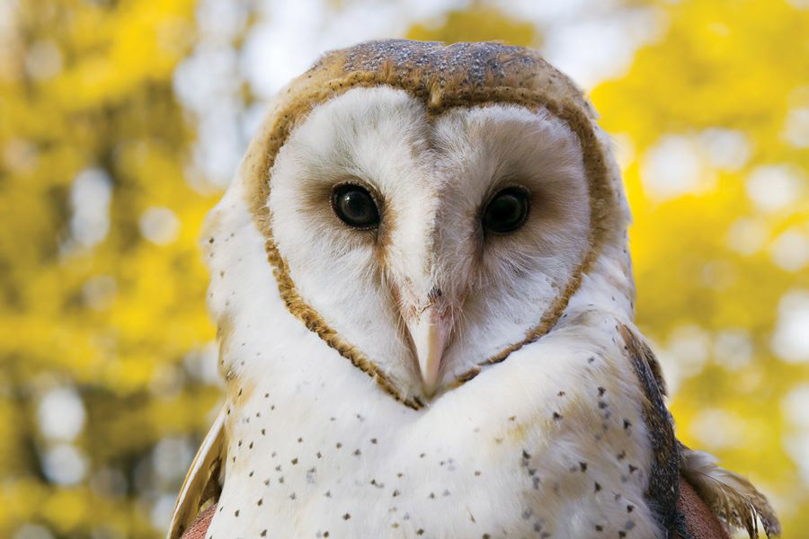 Image of a Barn Owl looking straight at you