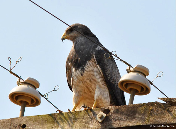 Image of a Black-chested Buzzard-Eagle on the look-out from a power pole