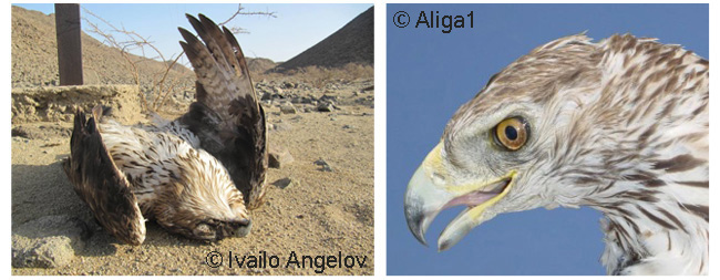 2x images of electrocuted Bonelli's Eagles, one in Sudan, one in Spain