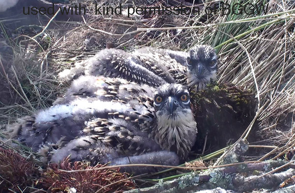Downy chicks