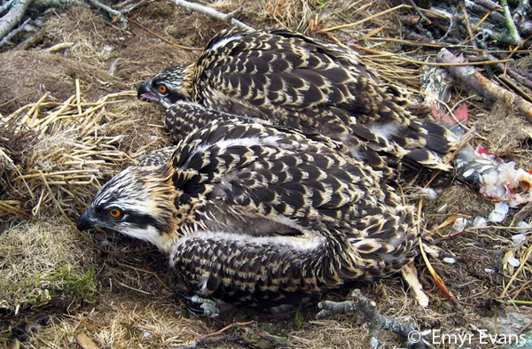 two five week old Ospreys showing how the feathers are now forming