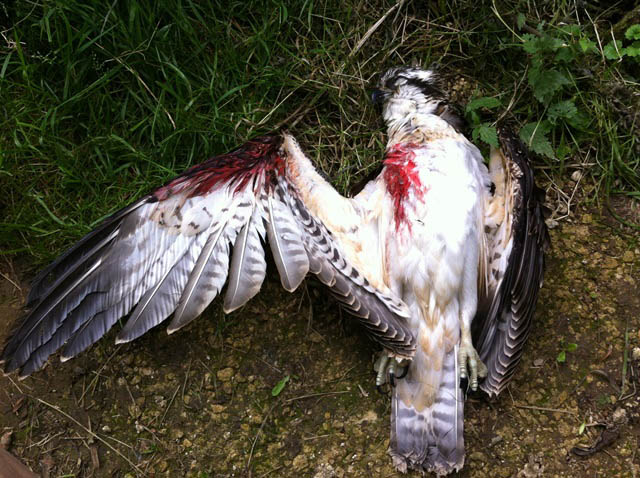 an Osprey who collided with a power line broke it's wing and had to be put down