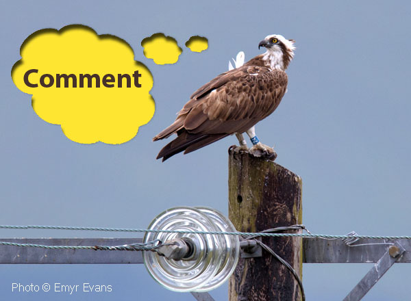 Image of Blue 24 on power pole at Dyfi Osprey Project © Emyr Evans, with a speech bubble saying 'Comment'