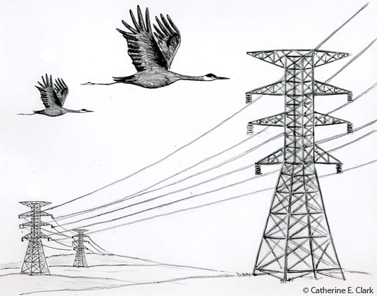 Picture of Swans flying by a row of Powerlines and Pylons ? Catherine Clark