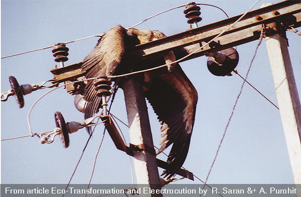 Image of a balc vulture found hanging off live wires leading to a medium voltage power pole
