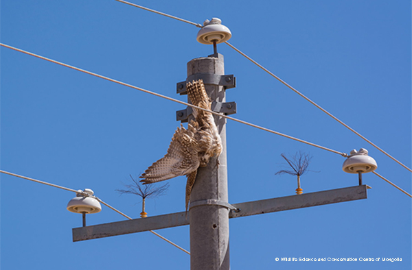 image of a bird-of prey hanging electrocuted off overhead live wites alongside a medium voltage power pole with a concrete conducting pole