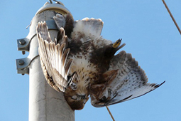 Image of a buzzard electrocuted