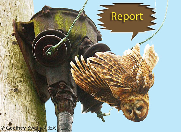 Image of an electocuted owl