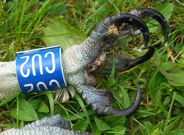 Electrocution image showing CU2 / Jimmys burnt talons