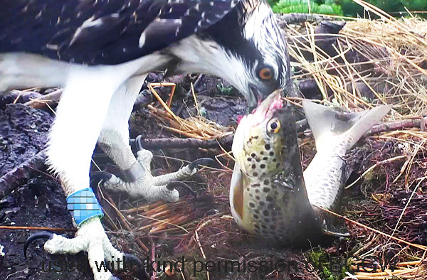 WO grappling with a huge whole brown trout