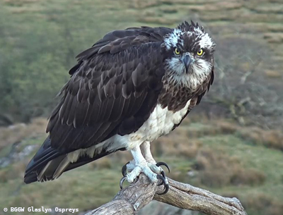 a male Osprey perching with a fish