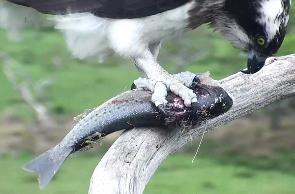 Close-up of the female eating a fish provided by the male