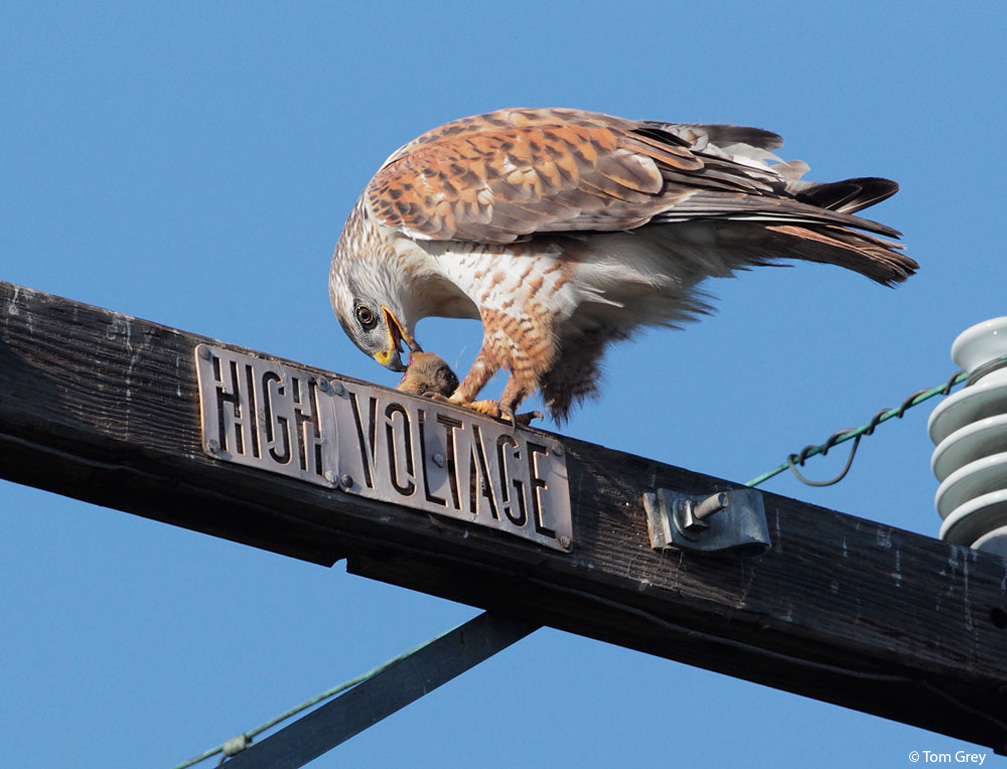 Ferruginous hawk perching on a power pole in California.