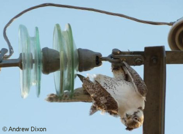 Image of an owl electrocuted