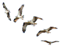 a higgledy piggledy row of flying birds