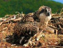 Friends of the Ospreys - a chick in a nest they have built