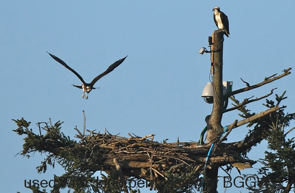 image of the Glaslyn nest with male on the post and female flying into the nest