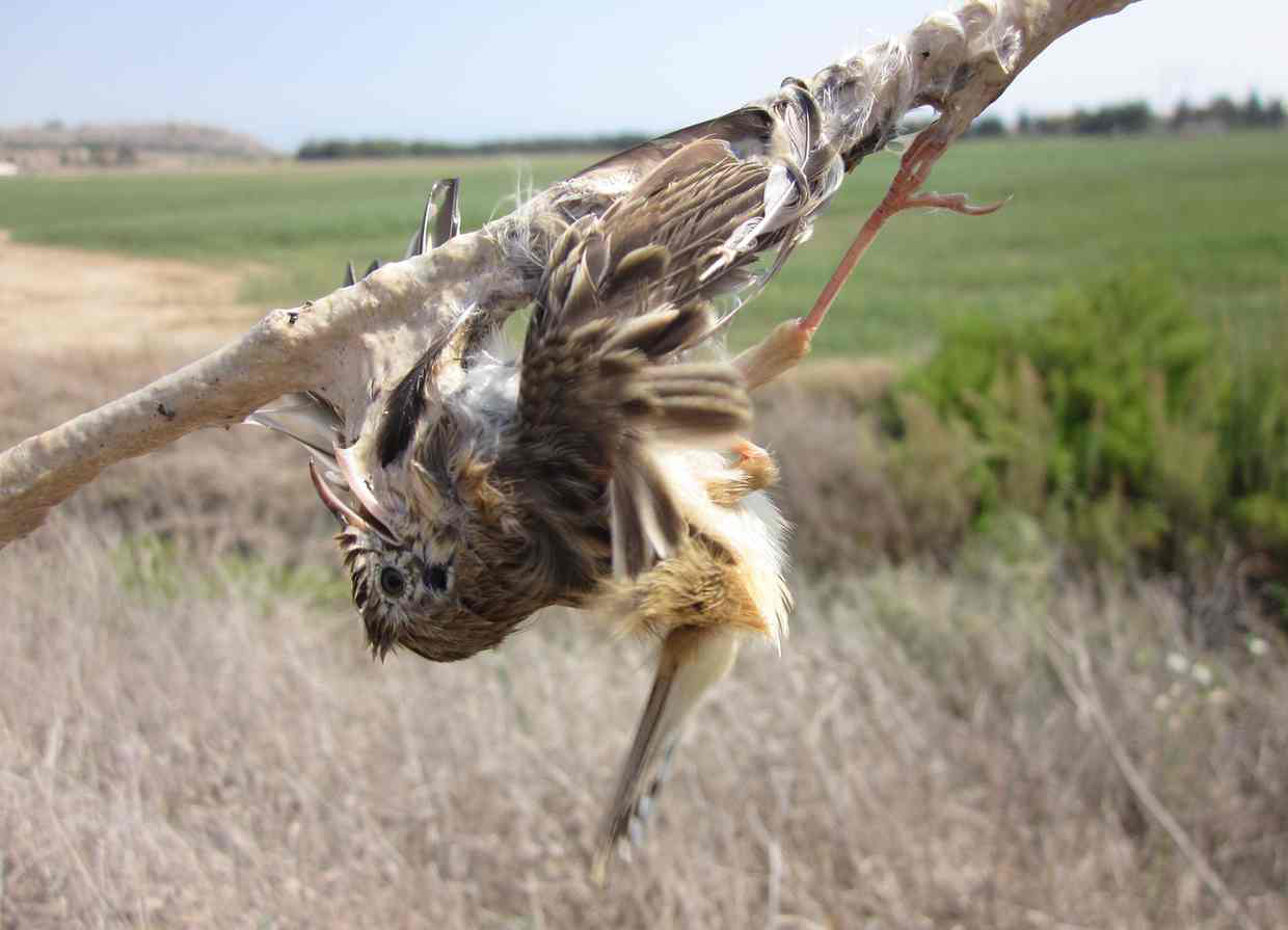 Quail caught in a hunter's net trap in August 2015