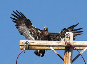 A golden eagle about to land on a power pole to perch