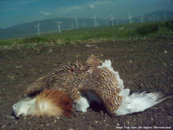 image of dead Great Bustard with wind turbines behind