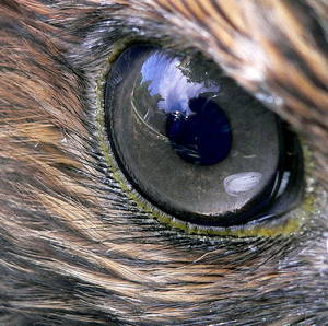 drawing showing deliniation of an eagle's monocular and binocular vision