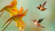 Image of two hummingbirds hovering by a flower