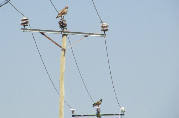 Image of 2 Egyptian Vultures perching on neighbouring power poles