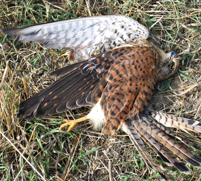Kestral which has died in a power line collision