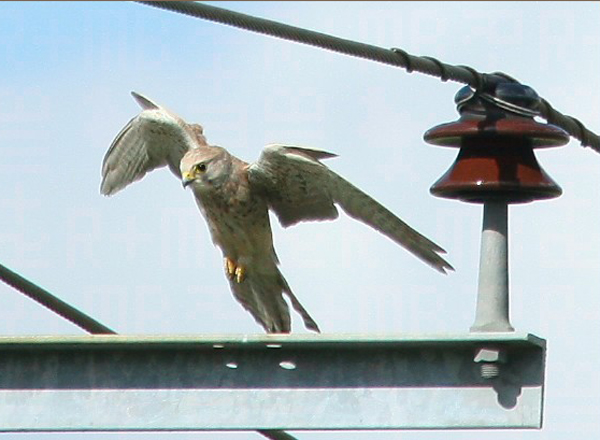 Image of Blue 24 perching on a powerpole Cors Dyfi, Montgomeryshire, mid-Wales