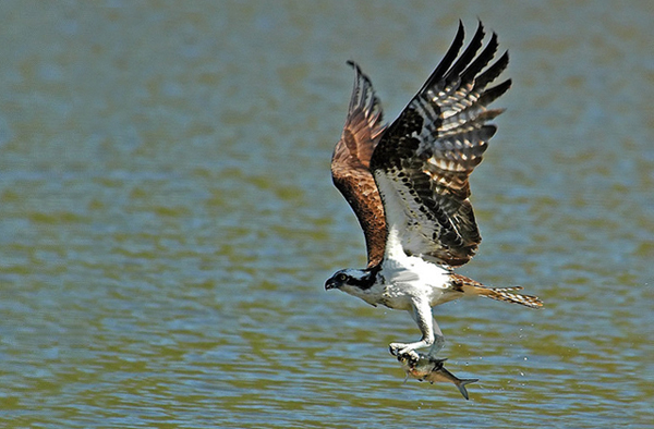 Male Osprey just caught a fish