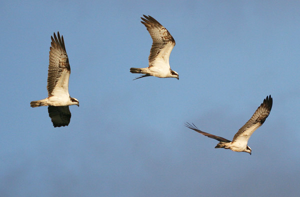 Youngster taking fish off the male in the nest