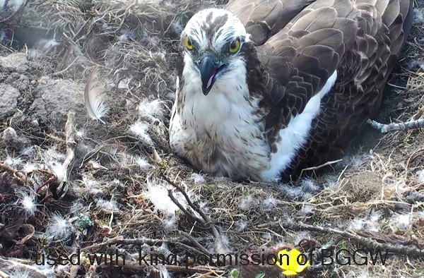 Male Osprey sitting on 2 eggs