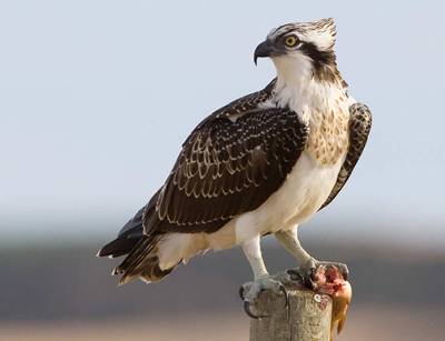 a male Osprey perching with a fish