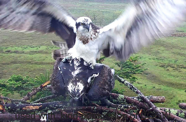 the male has mounted the female, now mating