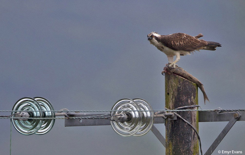 Dyfi Osprey Project's male Osprey Monty with a fish on his favourite power pole perch