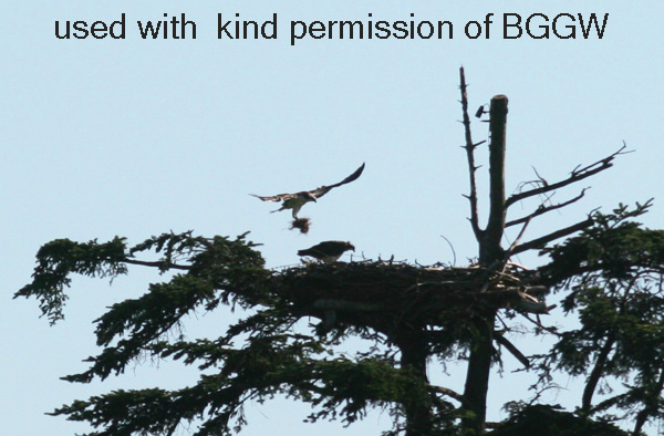 Male brings in more nesting material