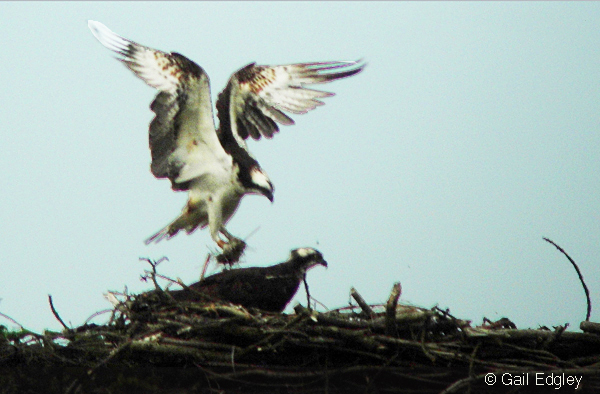 Ospreys on the nest seen through spotting scope