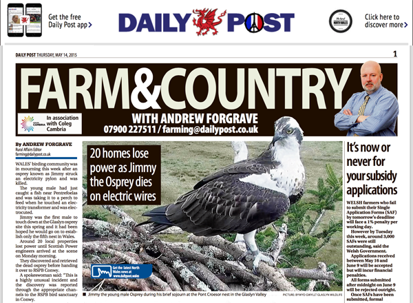 Daily Post Article - Rare Osprey Electrocuted