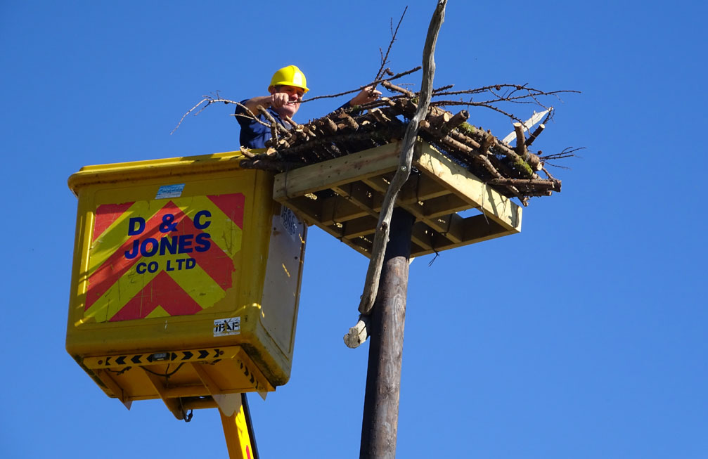 Darren Moore of Friends of the Ospreys putting the finishing touches to a new Osprey Pole Nest