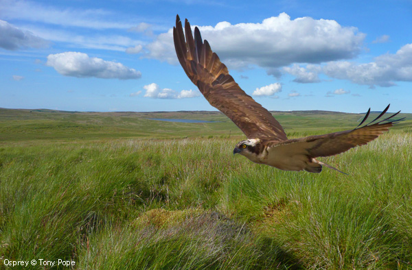 Showing the open, barren, treeless landscapes of Hiraeth moor.