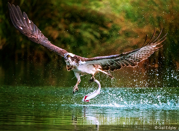 Image of an Osprey carrying a fish out of the water