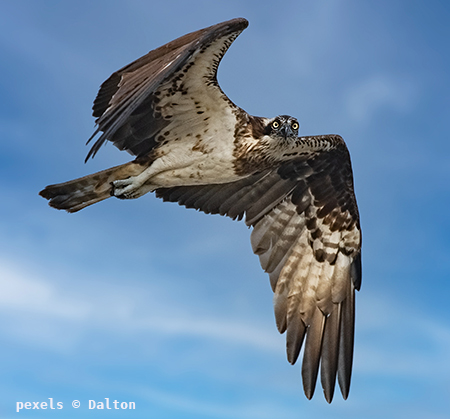 Osprey in flight